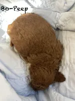 Bo-Peep, a female Goldendoodle and Poodle - Miniature  for sale in Williamson, NY – Photo 2 of 4