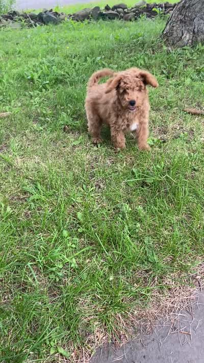 Erik F1BB mini, a male Miniature Goldendoodle for sale in Williamson, NY – 9 of 10