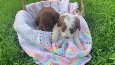 Buster , a male Cavapoo and Poodle - Miniature  for sale in Williamson, NY – 8 of 8