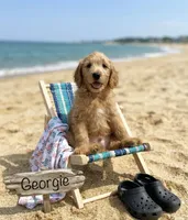 George f1B, a male Goldendoodle for sale in Williamson, NY – 4 of 7