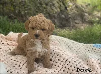 Dove, a female Poodle - Miniature  and Miniature Goldendoodle for sale in Williamson, NY – 5 of 8