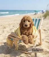 Belle f1B , a female Goldendoodle for sale in Williamson, NY – 2 of 8