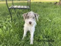 LaLA mini , a female Schnoodle for sale in Williamson, NY – 3 of 6