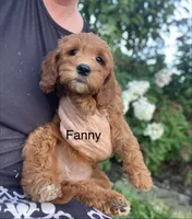 Fanny mini , a female Miniature Goldendoodle for sale in Williamson, NY – 1 of 8