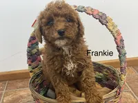 Frankie f1BB , a male Poodle - Miniature  and Miniature Goldendoodle for sale in Williamson, NY – 4 of 7