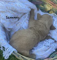 Sammy larger mini , a male Goldendoodle and Golden Retriever for sale in Williamson, NY – 4 of 7