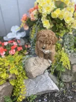 Dove, a female Poodle - Miniature  and Miniature Goldendoodle for sale in Williamson, NY – 3 of 8