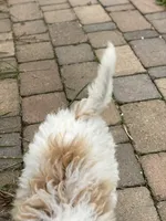 Misty mini , a female Poodle - Miniature  and Miniature Goldendoodle for sale in Williamson, NY – 5 of 7