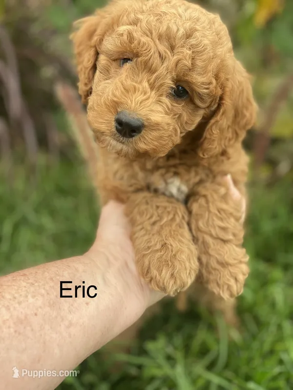Erik F1BB mini – Miniature Goldendoodle puppy for sale in Williamson, NY