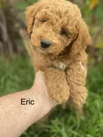 Erik F1BB mini, a male Miniature Goldendoodle for sale in Williamson, NY – 1 of 6