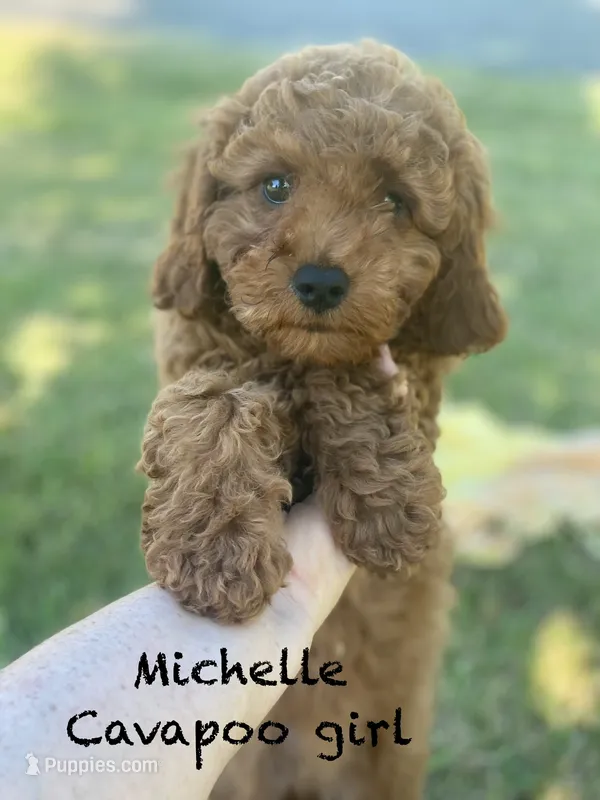 Michele  – Cavapoo, Cavalier King Charles Spaniel puppy for sale in Williamson, NY