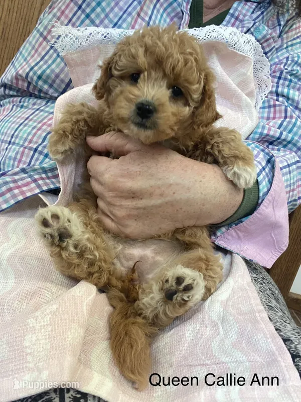 Queen Callie Ann – Goldendoodle, Poodle - Miniature  puppy for sale in Williamson, NY