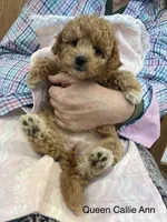 Queen Callie Ann, a female Goldendoodle and Poodle - Miniature  for sale in Williamson, NY – 4 of 10