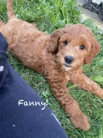 Fanny mini , a female Miniature Goldendoodle for sale in Williamson, NY – 3 of 8