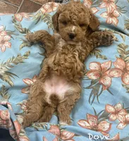 Dove, a female Poodle - Miniature  and Miniature Goldendoodle for sale in Williamson, NY – 4 of 8