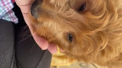 Belle f1B , a female Goldendoodle for sale in Williamson, NY – 8 of 8