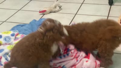 Markie Ruby Mini , a male Poodle - Miniature  for sale in Williamson, NY – 8 of 8