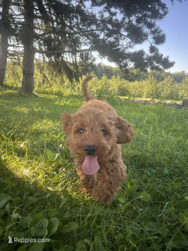 John  – Cavapoo, Cavalier King Charles Spaniel puppy for sale in Williamson, NY