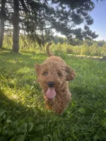 John , a male Cavapoo and Cavalier King Charles Spaniel for sale in Williamson, NY – 1 of 10
