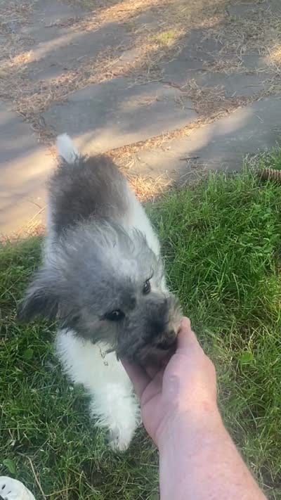 Baxter , a male Schnoodle and Poodle - Miniature  for sale in Williamson, NY – 7 of 9