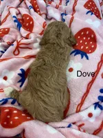 Dove, a female Poodle - Miniature  and Miniature Goldendoodle for sale in Williamson, NY – 2 of 8