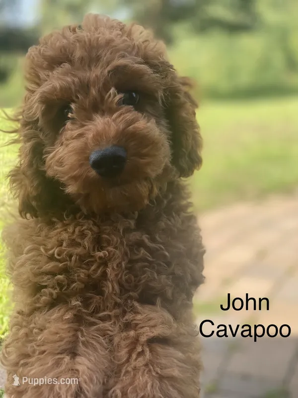 John  – Cavapoo, Cavalier King Charles Spaniel puppy for sale in Williamson, NY