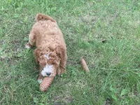 Milkshake , a male Goldendoodle for sale in Williamson, NY – 7 of 7