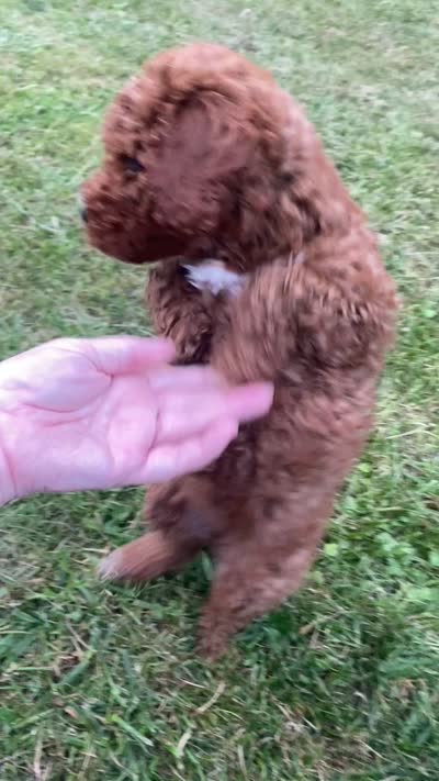 Milkshake , a male Goldendoodle for sale in Williamson, NY – 6 of 7