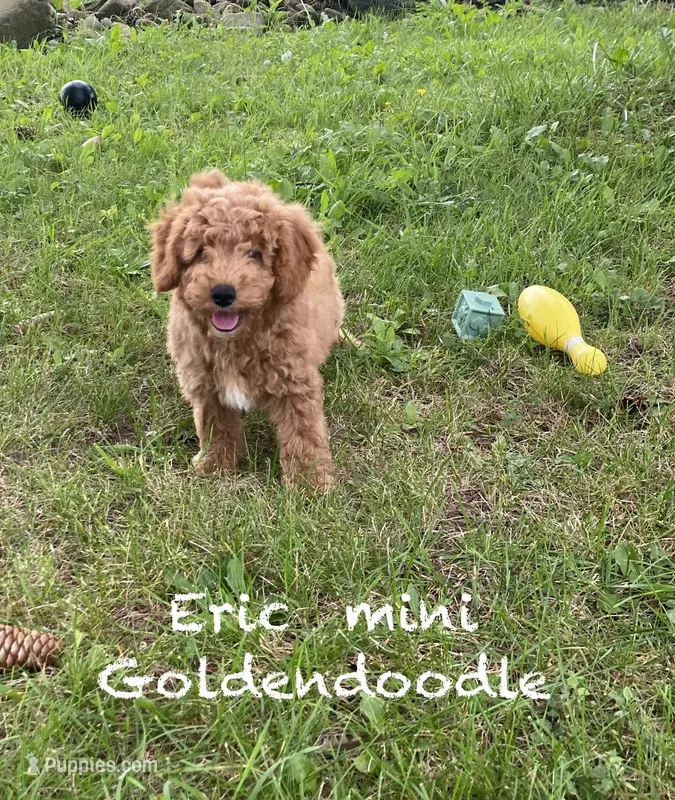 Erik F1BB mini – Miniature Goldendoodle puppy for sale in Williamson, NY