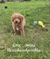 Erik F1BB mini, a male Miniature Goldendoodle for sale in Williamson, NY – 2 of 10