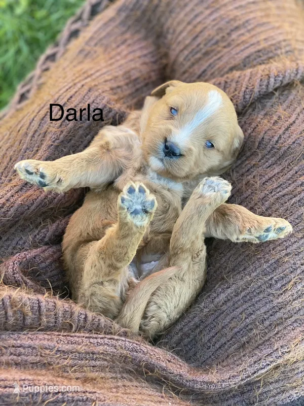 Darla larger mini  – Goldendoodle, Golden Retriever puppy for sale in Williamson, NY