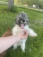 Baxter , a male Schnoodle and Poodle - Miniature  for sale in Williamson, NY – 8 of 9