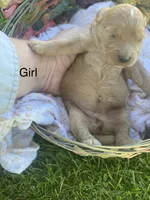 Peaches larger mini , a female Goldendoodle and Golden Retriever for sale in Williamson, NY – 3 of 7