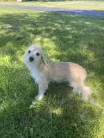 Marcy , a female Schnoodle for sale in Williamson, NY – 4 of 5
