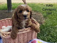 Yoko, a female Cavapoo and Cavalier King Charles Spaniel for sale in Williamson, NY – 4 of 7