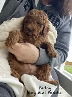 Paddy Ruby red , a male Poodle - Miniature  for sale in Williamson, NY – 3 of 8