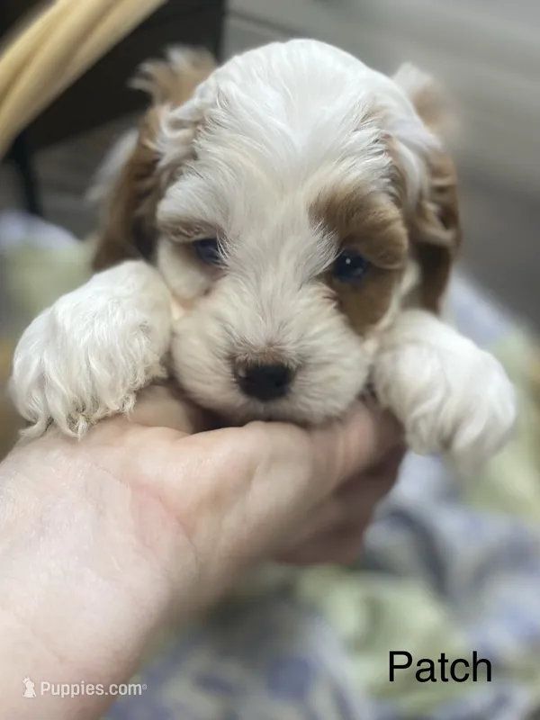 Patch – Cavapoo puppy for sale in Williamson, NY