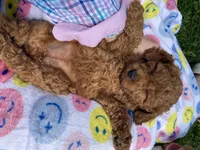 Michele , a female Cavapoo and Cavalier King Charles Spaniel for sale in Williamson, NY – 6 of 7