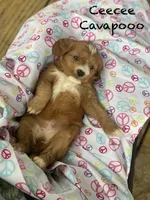 Cee Cee f1bb, a female Cavapoo and Poodle - Miniature  for sale in Williamson, NY – 2 of 6