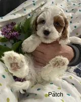 Patch, a male Cavapoo for sale in Williamson, NY – 2 of 6
