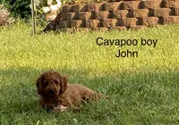John , a male Cavapoo and Cavalier King Charles Spaniel for sale in Williamson, NY – 9 of 10
