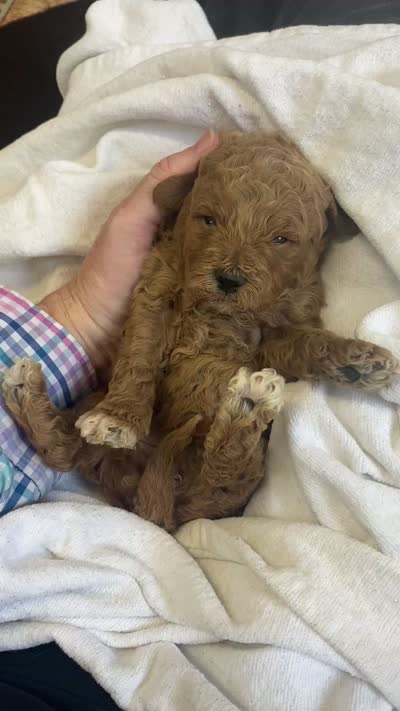 Lucy f1BB, a female Poodle - Miniature  and Miniature Goldendoodle for sale in Williamson, NY – 9 of 10