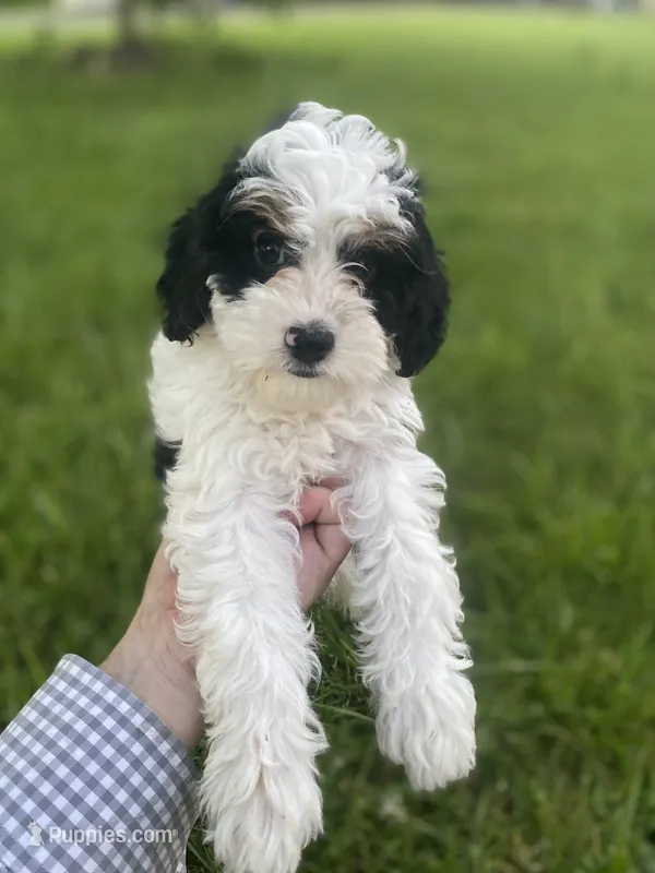 Albert mini – Cavapoo puppy for sale in Williamson, NY
