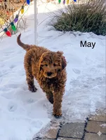 May May f1B , a female Goldendoodle for sale in Williamson, NY – Photo 3 of 5