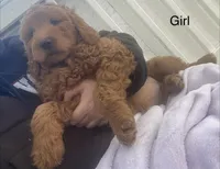 May May f1B , a female Goldendoodle for sale in Williamson, NY – Photo 1 of 5