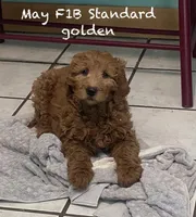 May May f1B , a female Goldendoodle for sale in Williamson, NY – Photo 2 of 5