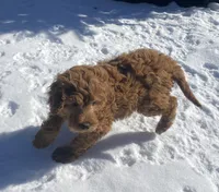 May May f1B , a female Goldendoodle for sale in Williamson, NY – Photo 4 of 5