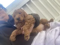 May May f1B , a female Goldendoodle for sale in Williamson, NY – Photo 5 of 5