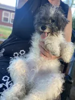 Baxter , a male Schnoodle and Poodle - Miniature  for sale in Williamson, NY – 2 of 9