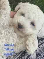 Mavis mini , a female Poodle - Miniature  and Miniature Goldendoodle for sale in Williamson, NY – 4 of 7